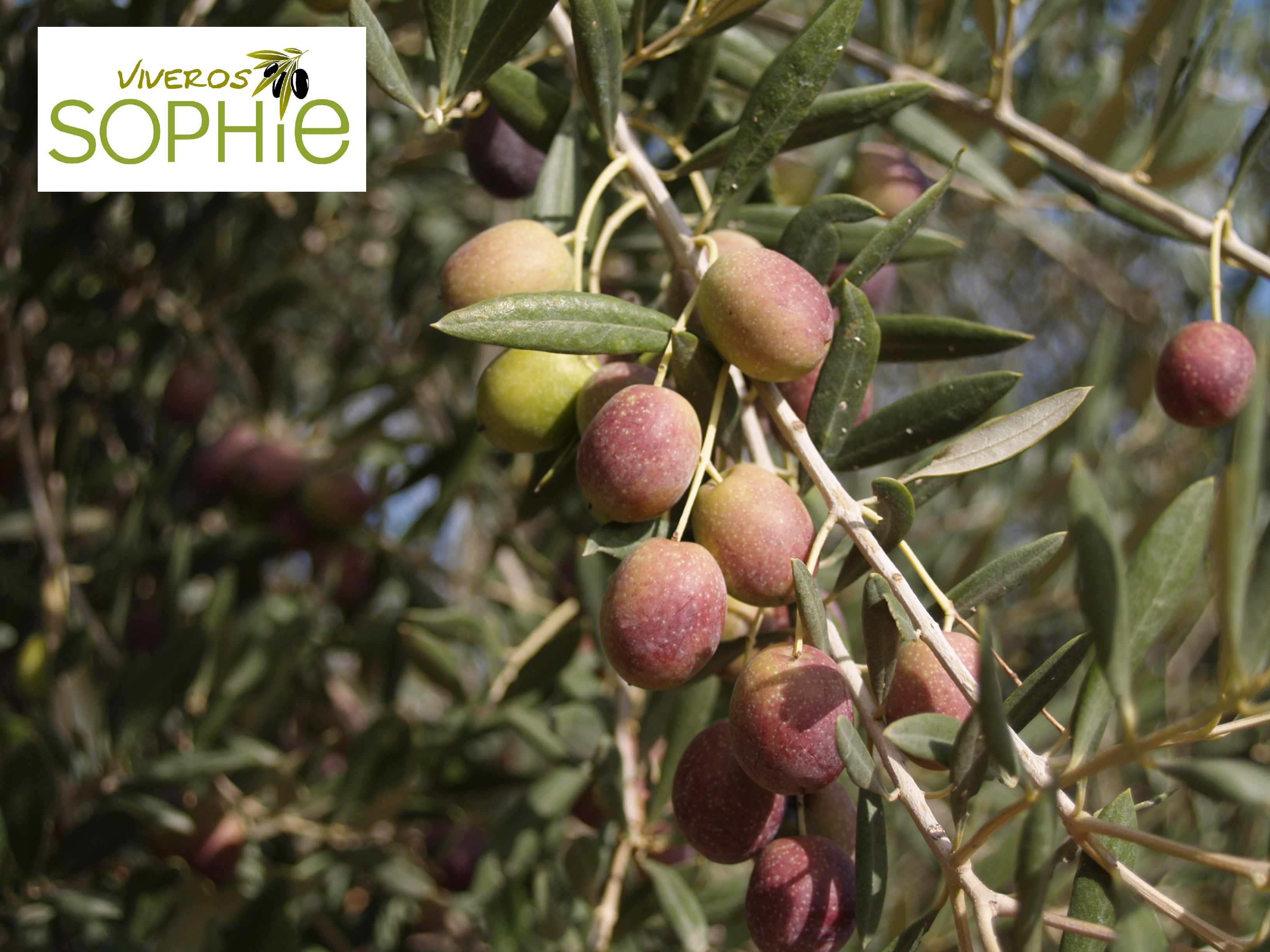 Variedad de olivo MANZANILLA SEVILLANA